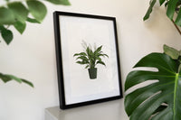 Peace Lily Houseplant Art Print