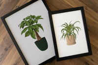 Money Tree Houseplant Print