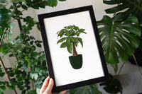 Money Tree Houseplant Print