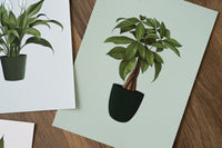 Money Tree Houseplant Print