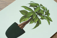 Money Tree Houseplant Print