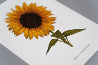 Sunflower Print