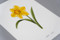 Daffodil Floral Art Print