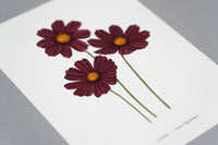 Cosmos Floral Art Print