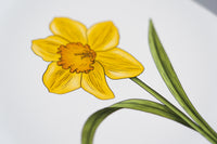 Daffodil Floral Art Print