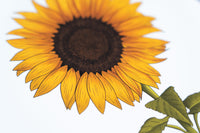 Sunflower Print