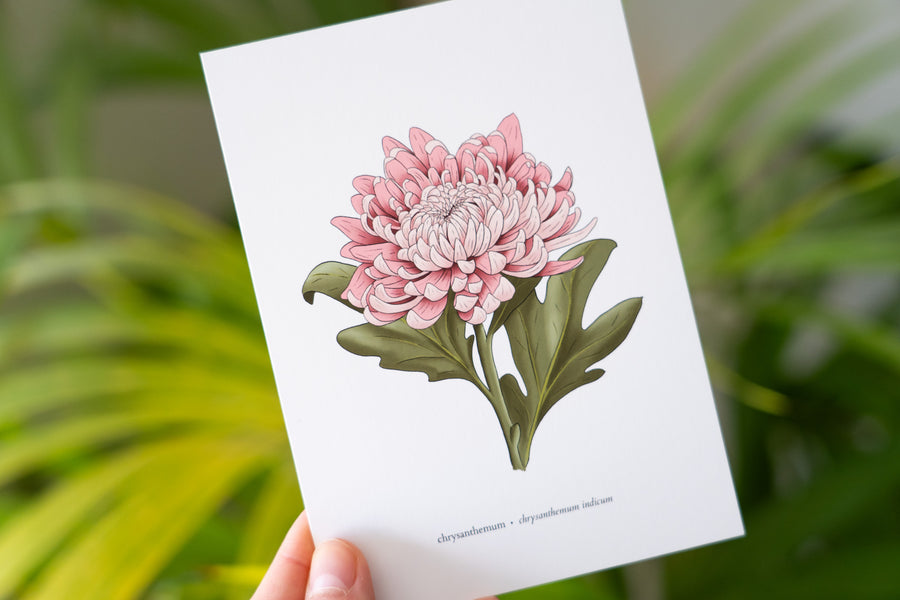 Chrysanthemum Print
