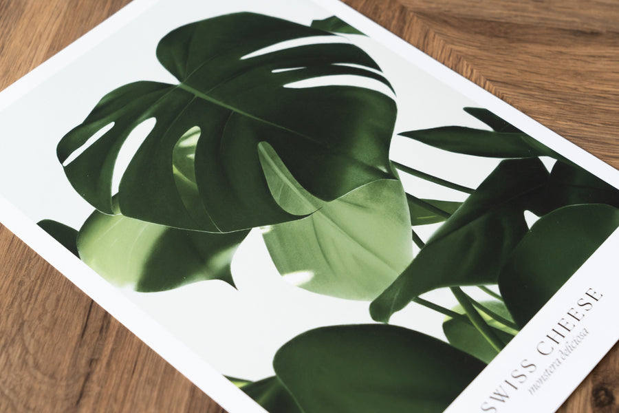 Swiss Cheese (Monstera) Print