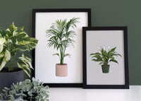 Kentia Palm Houseplant Print