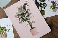 Kentia Palm Houseplant Print