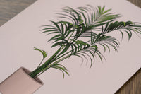 Kentia Palm Houseplant Print