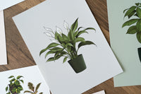 Peace Lily Houseplant Print