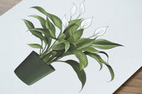 Peace Lily Houseplant Print