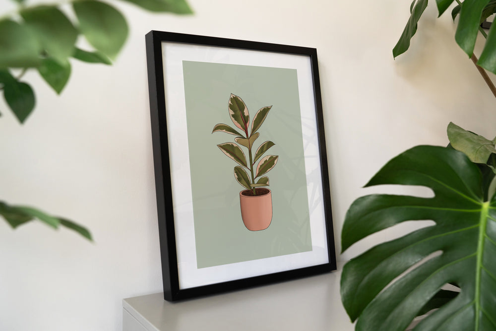 Pink Rubber Plant Houseplant Print
