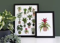 Candy Guzmania Houseplant Print