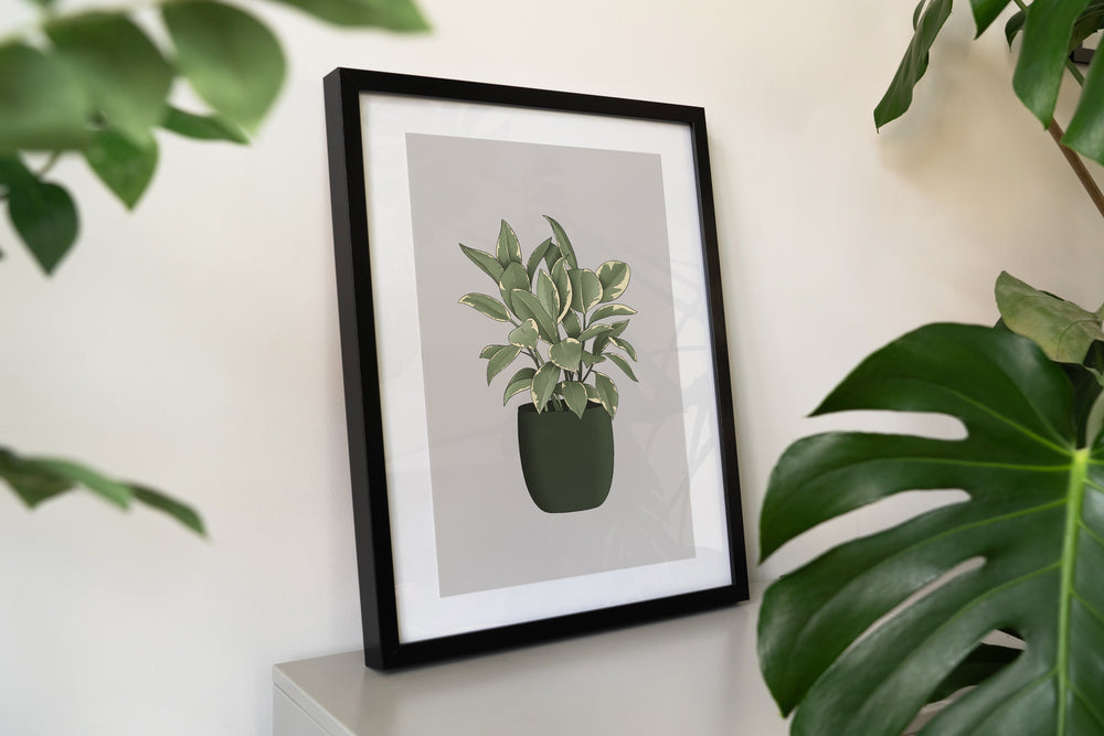 Rubber Plant Houseplant Print