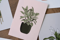 Rubber Plant Houseplant Print