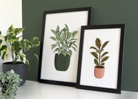 Rubber Plant Houseplant Print