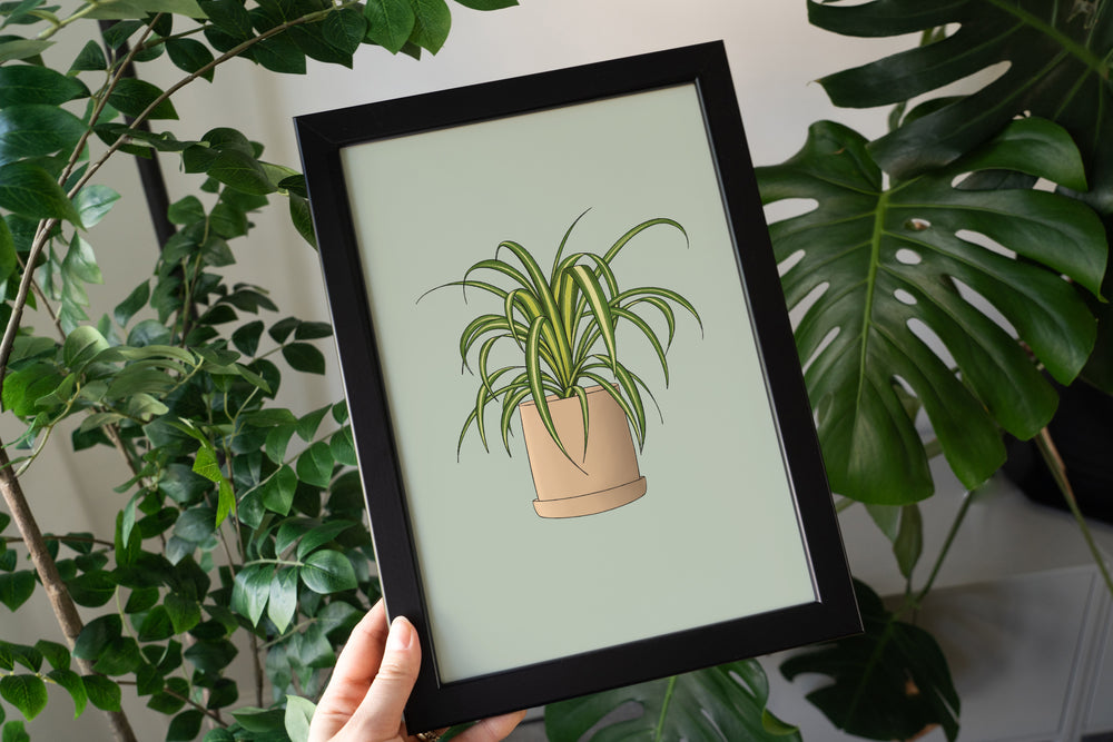 Spider Plant Houseplant Print
