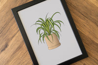 Spider Plant Houseplant Art Print