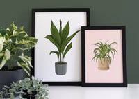 Spider Plant Houseplant Print