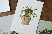 Spider Plant Houseplant Art Print