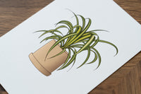 Spider Plant Houseplant Art Print